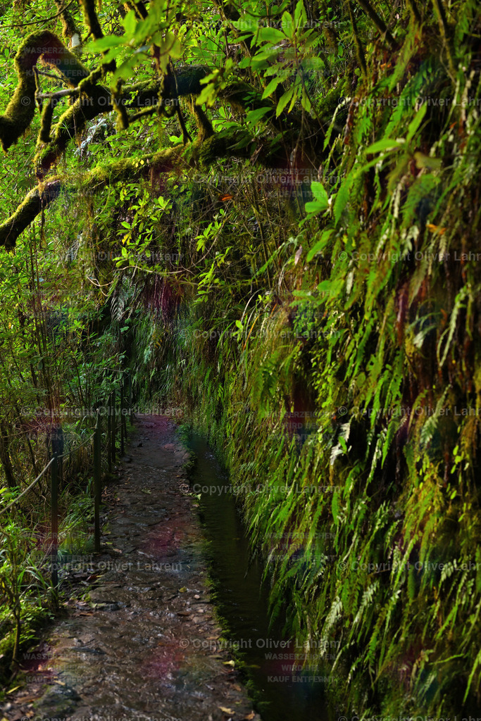 Levada zur Calderao Verde | Die Levada do Calderao Verde fließt gemächlich durch einen tropischen Wald dessen Bäume von Flechten und Moos bewachsen.