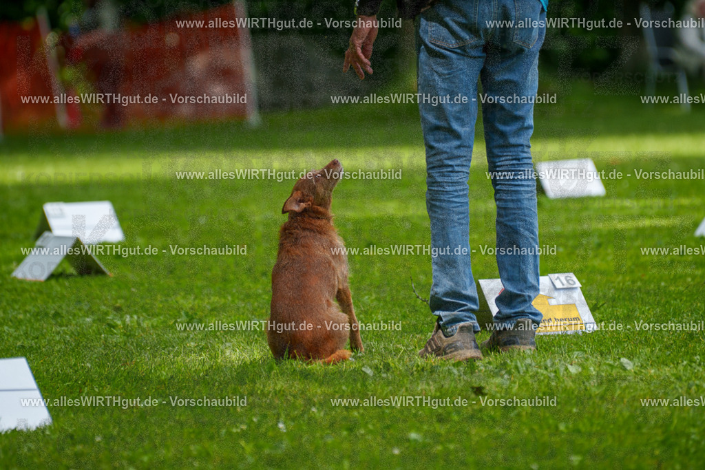 @allesWIRTHgut_Tierfotografie - www.allesWIRTHgut.de - 7R504229 | Professionelle Tierfotografie in Mönchengladbach von Daniel Wirth (allesWIRTHgut). Liebevolle & natürliche Bilder von Hunden & Katzen für unvergessliche Erinnerungen.