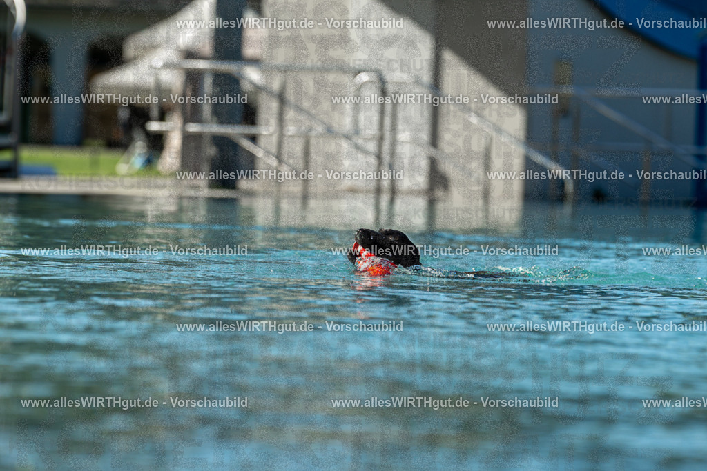 Hundeschwimmen_Volksbad_2026-allesWIRTHgut_Tierfotografie-2609061031-094130-7R508935 | Professionelle Tierfotografie in Mönchengladbach von Daniel Wirth (allesWIRTHgut). Liebevolle & natürliche Bilder von Hunden & Katzen für unvergessliche Erinnerungen.