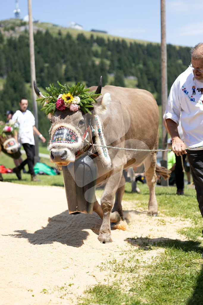 Rigi2025_2055 | Die Schwinger des Schwyzer Kantonalen Schwingerverbandes: Fotos, die Dynamik und Leidenschaft festhalten, sowie emotionale Momente aus dem traditionellen Schwingsport zeigen. - Realisiert mit Pictrs.com
