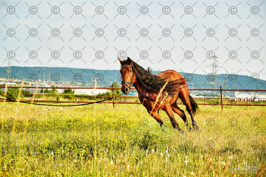 307_202406_Niki-Herodes_NZ9_0261 | proPHOTO - Realisiert mit Pictrs.com