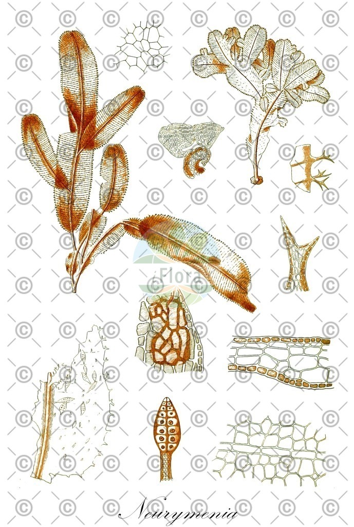 HistAbb_wfo-0000251828_1_ENZY_Simple | Historische Abbildung von Neurymenia - Rhodomelaceae (0) | Historical Illustration of Neurymenia - Rhodomelaceae (0)