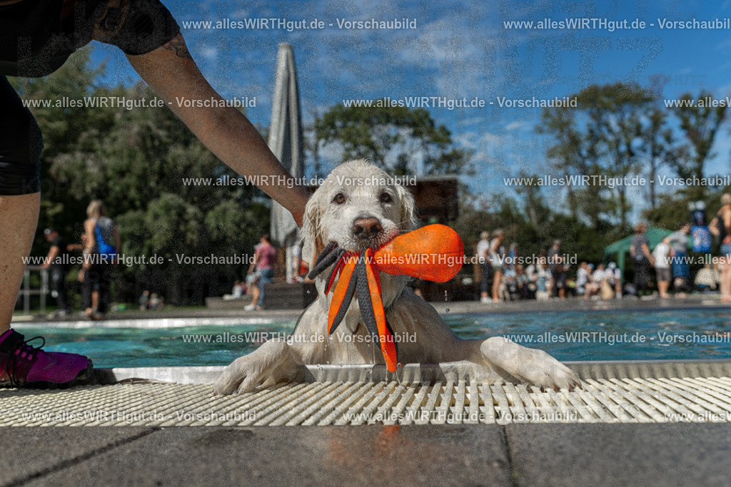 Hundeschwimmen_Volksbad_2026-allesWIRTHgut_Tierfotografie-2609061308-121806-7R500554 | Professionelle Tierfotografie in Mönchengladbach von Daniel Wirth (allesWIRTHgut). Liebevolle & natürliche Bilder von Hunden & Katzen für unvergessliche Erinnerungen.