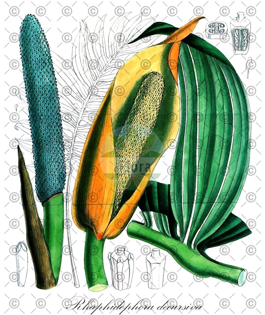 HistAbb_wfo-0001016273_1_ENZY_Simple | Historische Abbildung von Rhaphidophora decursiva - Araceae | Historical Illustration of Rhaphidophora decursiva - Araceae