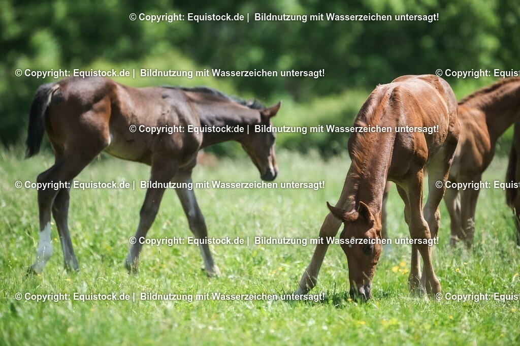 20210617_Fohlen_0189 | Foto: Thomas Hartig