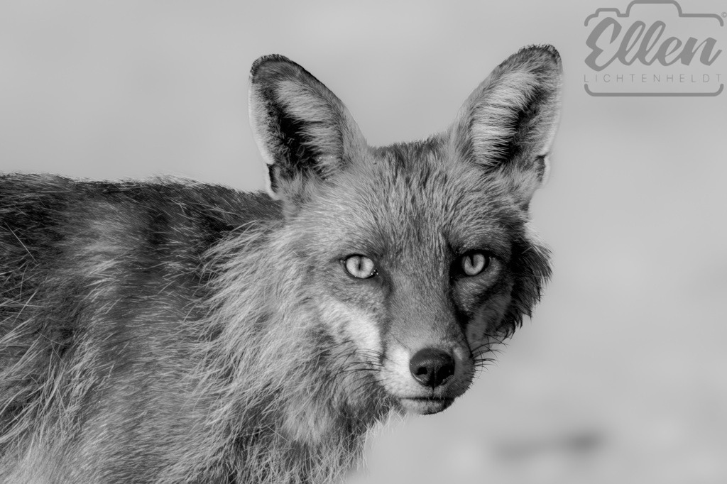 Silent Gaze | The piercing eyes of a fox meet the viewer in quiet intensity. Every detail of its fur, every glint of light, speaks of instinct and awareness — a timeless portrait of wild grace in monochrome. - Realisiert mit Pictrs.com