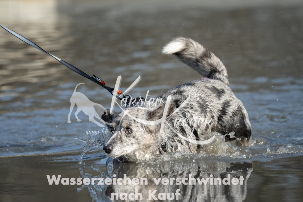 1522_ZZ91544 | kk-dogfotos