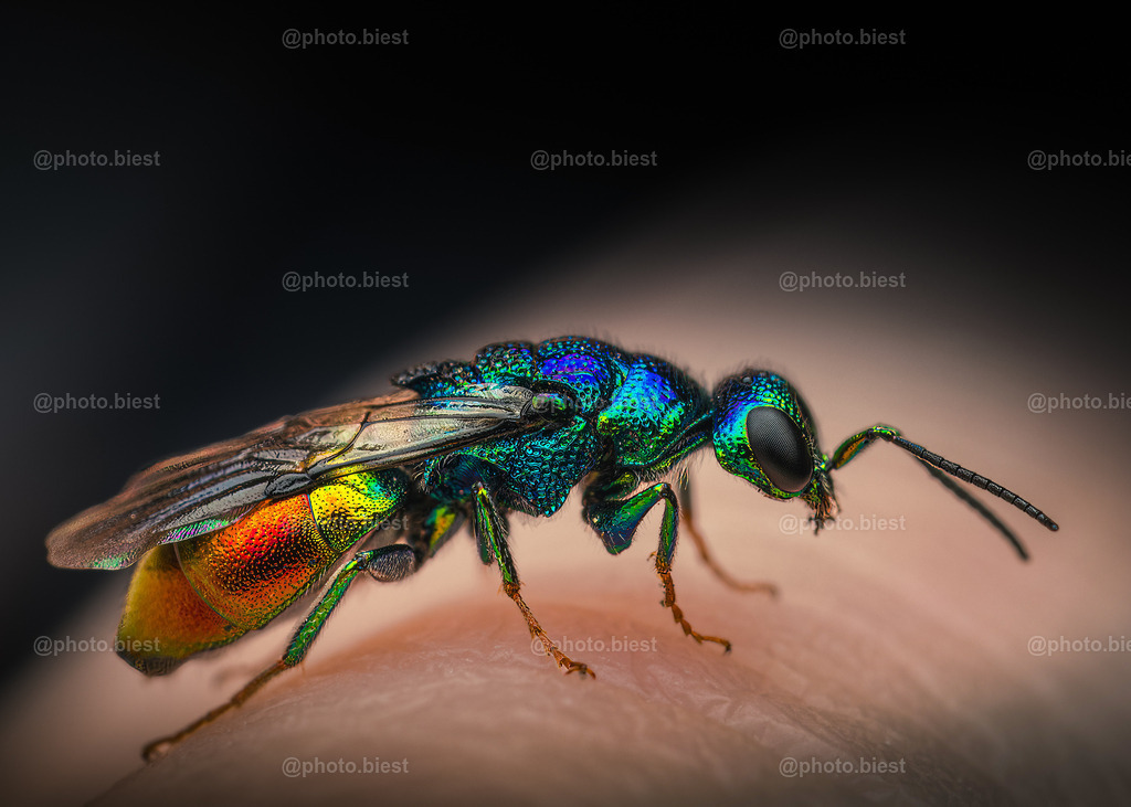 Rainbow deluxe | Eine wunderschöne Goldwespe. Sie ist winzigklein, ca. 9mm - die Größe eines Reiskorns. - Realisiert mit Pictrs.com