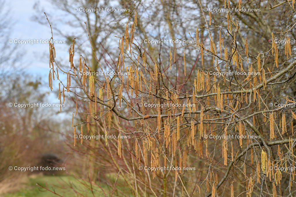 Haselnuss_ Pollen_ Fruehling_ 04.03.2022-4 | 4.03.2022, Linz, AUT, Haselnuss, Haselstaude, Pollen, Allergie, Allergiker, im Bild Themenbild, Haselnuss, Haselstaude, Pollen, Allergie, Allergiker, Bluetezeit, Fruehling, Strauch