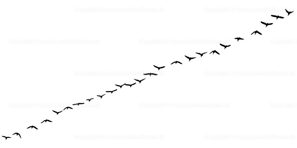 Pgrfk_Vogelzug_0881swpos_200x100 | bernt-hoffmann.de - Realisiert mit Pictrs.com