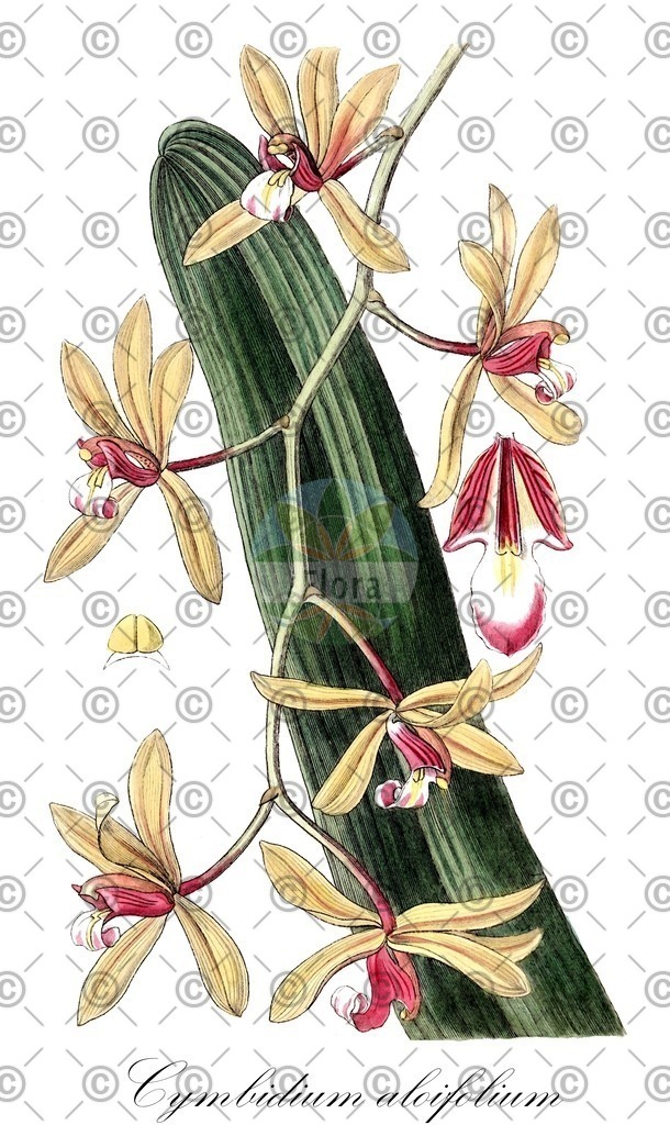 HistAbb_wfo-1000021941_1_ENZY_Simple | Historische Abbildung von Cymbidium aloifolium - Orchidaceae | Historical Illustration of Cymbidium aloifolium - Orchidaceae