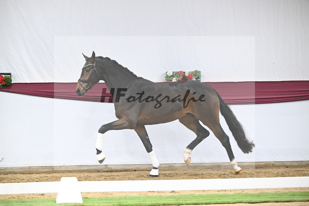 Kat-Nr. 111 Zackerey x Dante Weltino_Gerdi Rakelbusch_47253801 | hf-fotografie - Realisiert mit Pictrs.com