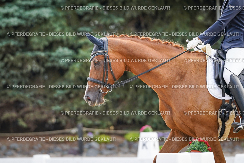 DSC00602 | Pferdegrafie