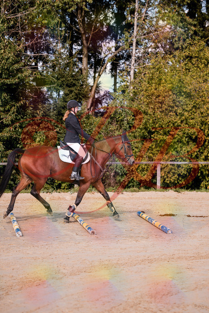 2026_10_03_Siefer-Hof_143437_Z81_02482325 | Professionelle Reitsport-, Turnier- und Eventfotografie von Robert Broda. Galerien mit ausgewählten und bearbeiteten Bildern direkt online ansehen und bestellen.