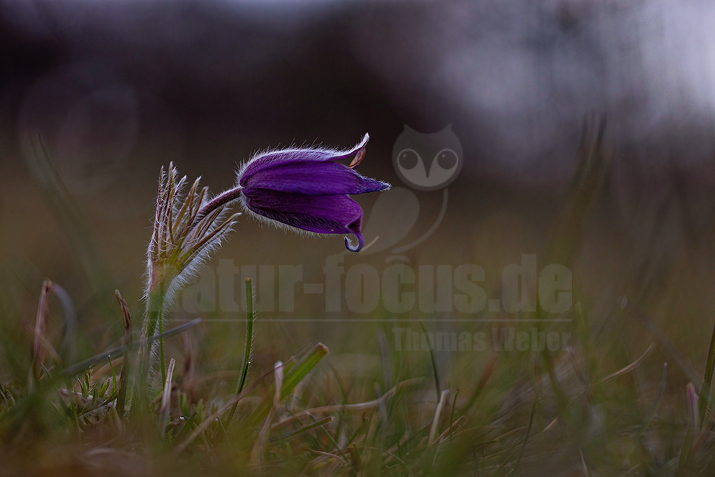 R5NF8758-20230414 | Auf kalkhaltigen, eher trockenen Böden wächst die Echte Kuh- oder Küchenschelle, wenn sie extensiv beweidet oder auf andere Art offengehalten werden. Besonders in Norddeutschland ist die Art sehr
selten geworden. - Realisiert mit Pictrs.com