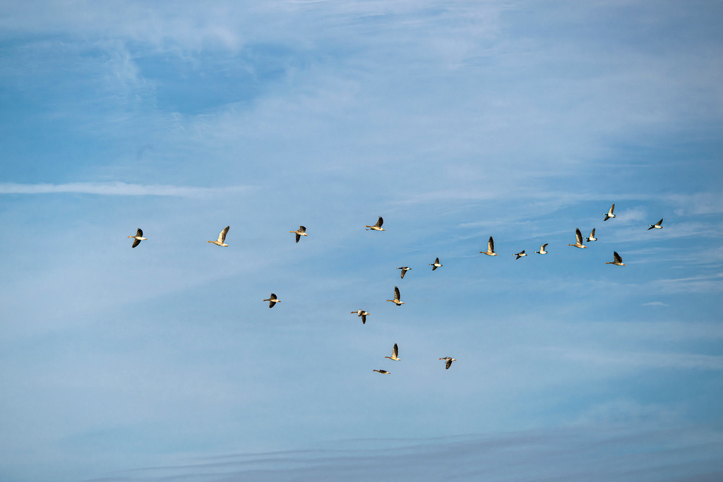 Vogelschwarm im Zug über Texel am blauen Sommerhimmel | Ein Schwarm Wildgänse zieht in loser Formation über den leicht bewölkten, blauen Himmel über der Insel Texel. Das weitläufige Motiv vermittelt die Freiheit und Dynamik des Vogelzugs an der holländischen Küste. Es eignet sich hervorragend für redaktionelle Beiträge zu Themen wie Zugvögel, Ornithologie, Tierwanderung, Naturschutzgebiet Wattenmeer sowie saisonale Naturphänomene. - Realisiert mit Pictrs.com