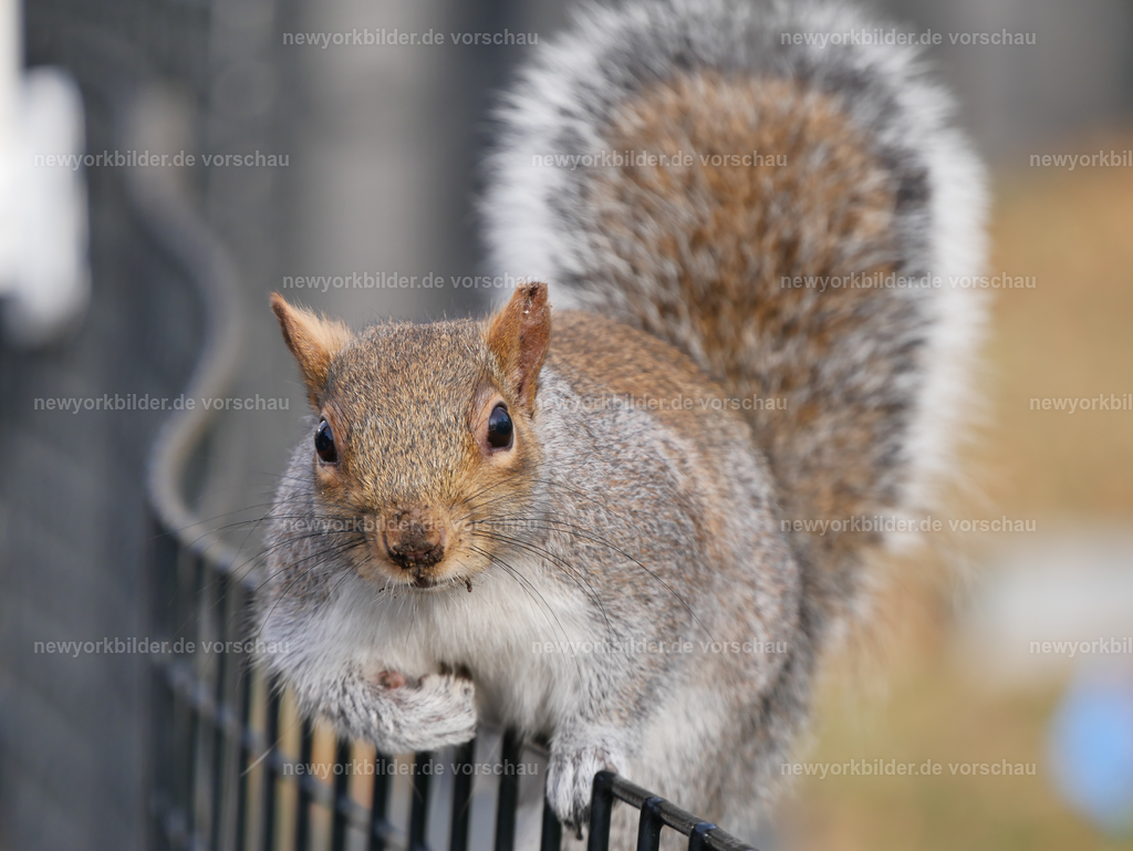 New Yorker Squirrels – Verspielte Bewohner der Parks in Manhattan | Mitten im urbanen Dschungel von New York City gibt es kleine Bewohner, die die Herzen erobern: die Squirrels. Diese Eichhörnchen sind längst Teil des Stadtbildes und haben sich an die Nähe der Menschen gewöhnt. Wer durch die Parks der Metropole spaziert, begegnet ihnen überall – neugierig, verspielt und voller Leben. Sie liefern ein Schauspiel, wenn sie über Wiesen jagen, sich gegenseitig necken oder geschickt nach Nüssen suchen. Für mich sind diese Momente pure Entspannung: einfach sitzen, beobachten und den Alltag vergessen. Die Squirrels sind ein Symbol für die Balance zwischen Natur und Großstadt, für die kleinen Freuden, die New York so besonders machen. Dieses Bild fängt genau das ein – einen Bewohner der Stadt, der mit seinem Charakter und Charme die urbane Welt bereichert. Wer die Metropole liebt, erkennt hier ihre Vielfalt: nicht nur Wolkenkratzer und Straßenlärm, sondern auch die leisen, liebevollen Szenen, die das Leben in New York einzigartig machen.