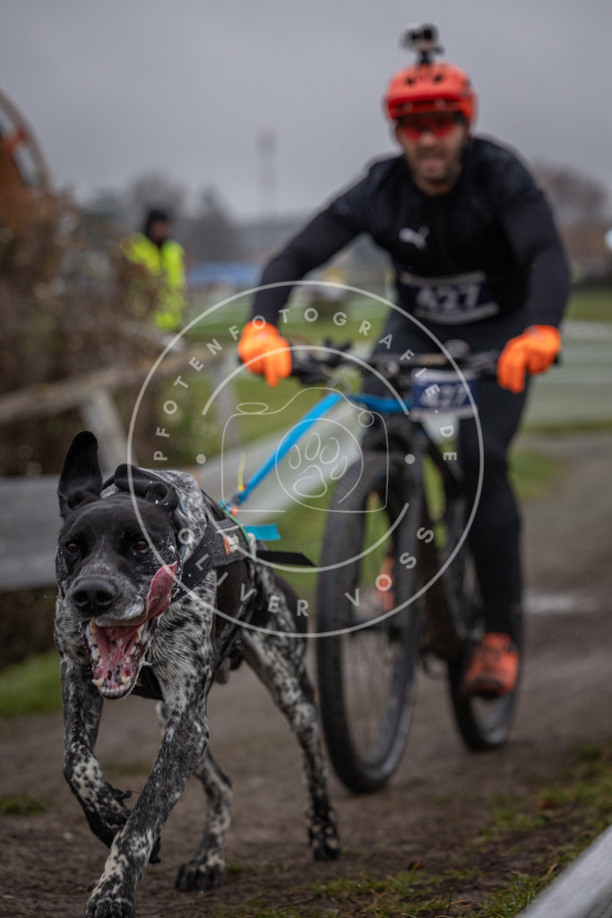 CaniXpix_0L8A1655 | Hundefotografie, Tierfotograf, Pfotenfotografie, Fotoshooting Hund, Hunde Portrait, Hundesport, Hundeportraits, Heideshooting, Hunde, Sportfotograf, Hundefotograf, Turnierhundsport, THS,  - Realisiert mit Pictrs.com