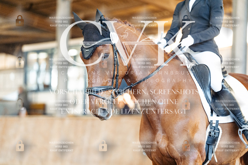 CK908723 | Turnierfotografie Pferdefotografie Trier Rheinland-Pfalz Pferdesport Reitsport Tierfotografie Sportfotografie Pferdevideo Pferdevideografie Equestrianvideography equestrianphotography  - Realisiert mit Pictrs.com