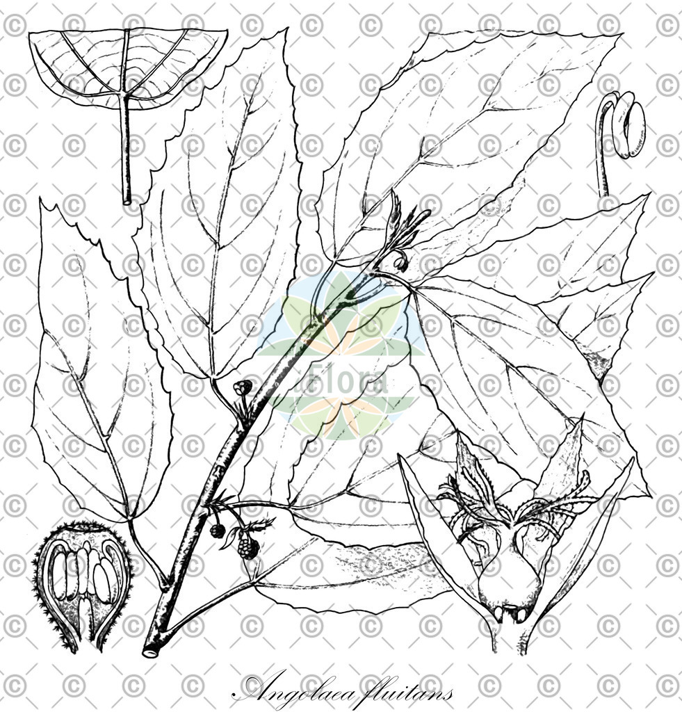 HistAbb_wfo-0000536542_216_ENZY_Simple | Historische Abbildung von Angolaea fluitans - Podostemaceae | Historical Illustration of Angolaea fluitans - Podostemaceae