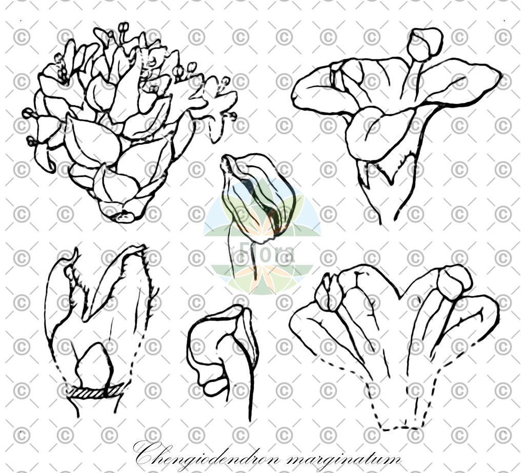 HistAbb_wfo-0001421748_1_ENZY_Simple | Historische Abbildung von Chengiodendron marginatum - Oleaceae | Historical Illustration of Chengiodendron marginatum - Oleaceae