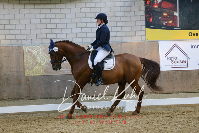 IMG_2706 | Turnierfotos kaufen im Webshop von Daniel Kuhl Photography – entdecke professionelle Reitsportfotos aus Turnieren & Events. Hochwertige Turnierbilder online bestellen & sichern. Jetzt Fotos von Reitsportturnieren kaufen!