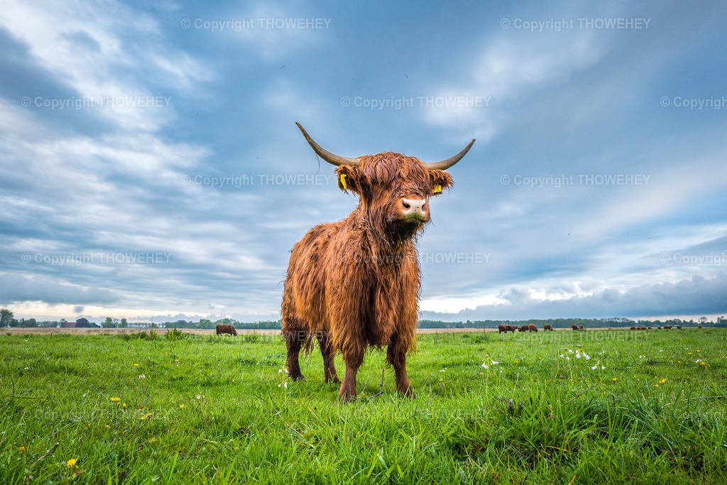 _1034720 | thowehey - Realisiert mit Pictrs.com