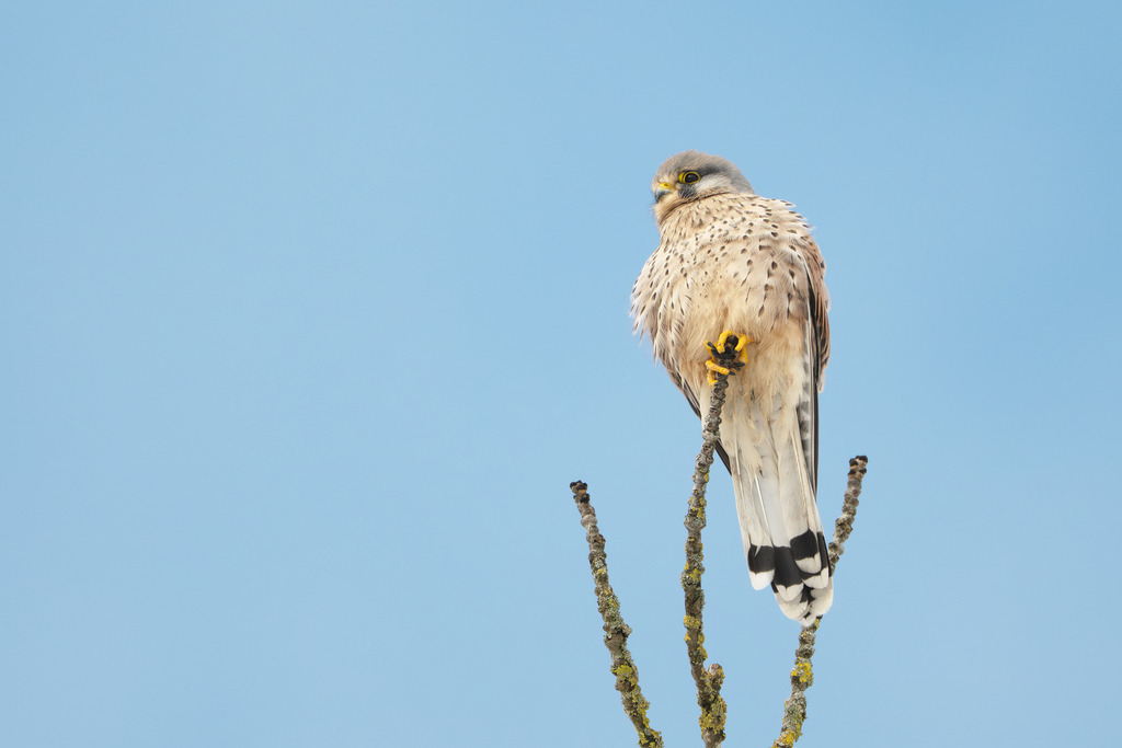 Turmfalke | Simone Sonderegger Photography