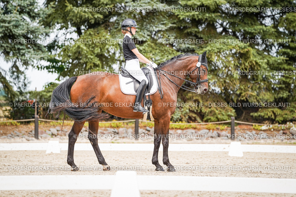 DSC06070 | Pferdegrafie