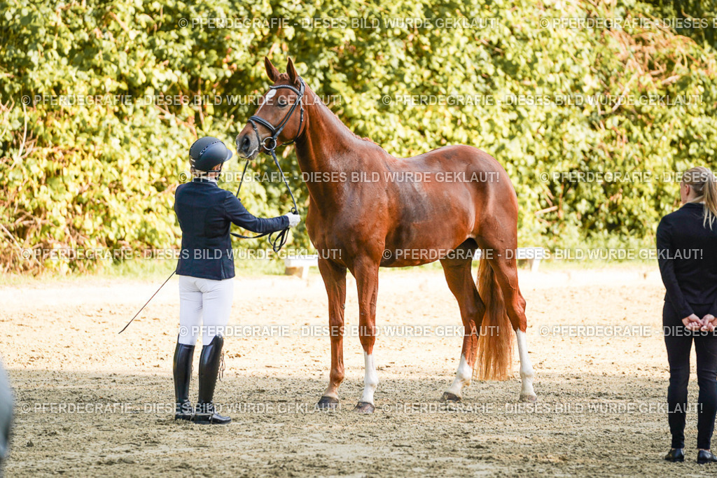 DSC05704 | Pferdegrafie