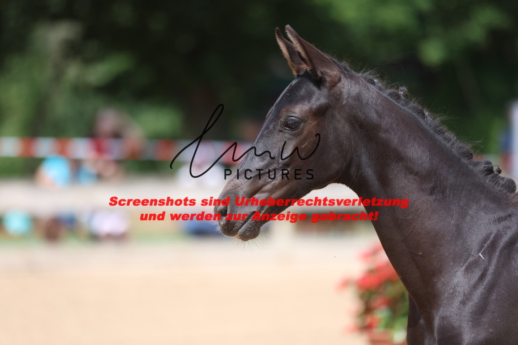 Fohlenschau_Schwäbisch_Hall_dressurbetonte_Fohlen_KN 10_20 | lmwpictures - Realisiert mit Pictrs.com