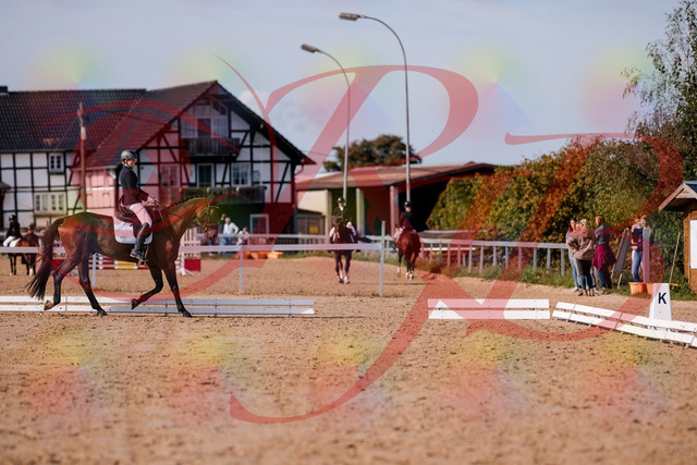 2026_10_03_Siefer-Hof_122827_Z81_26874828 | Professionelle Reitsport-, Turnier- und Eventfotografie von Robert Broda. Galerien mit ausgewählten und bearbeiteten Bildern direkt online ansehen und bestellen.