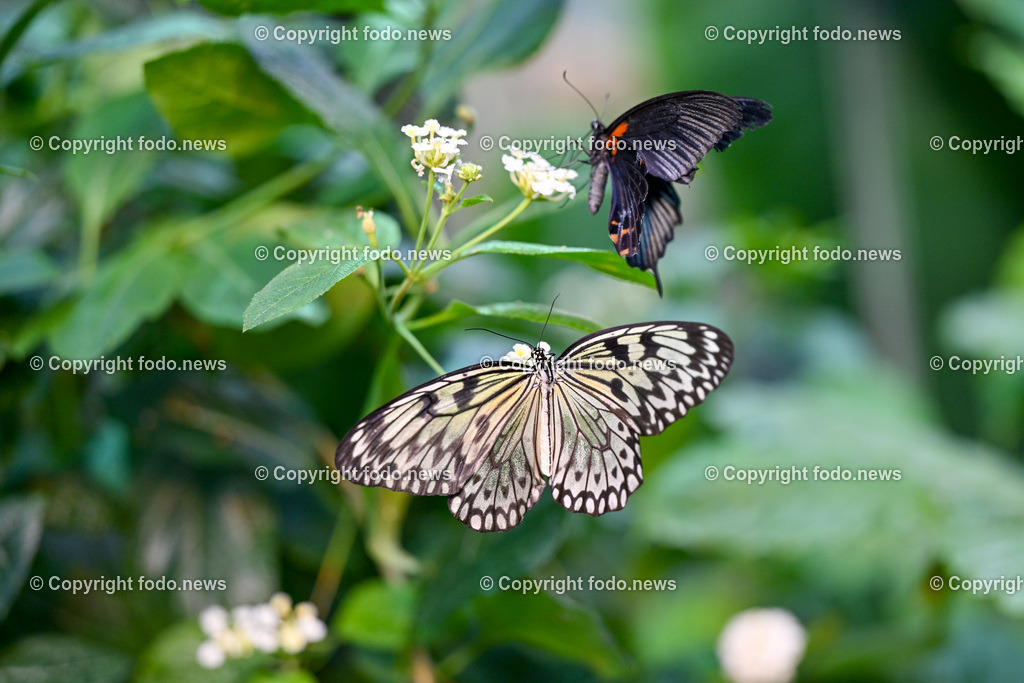 Botanischer Garten Linz_ Schmetterlinge_ Orchideen_ 21.01.2024-78 | 21.01.2024, Botanischer Garten Linz, AUT, Schmetterlinge, im Bild tropische Schmetterlinge, Schmetterling, Falter, Natur, Tiere, Blumen, Pflanzen, Insekten, Butterfly, Tropenhaus