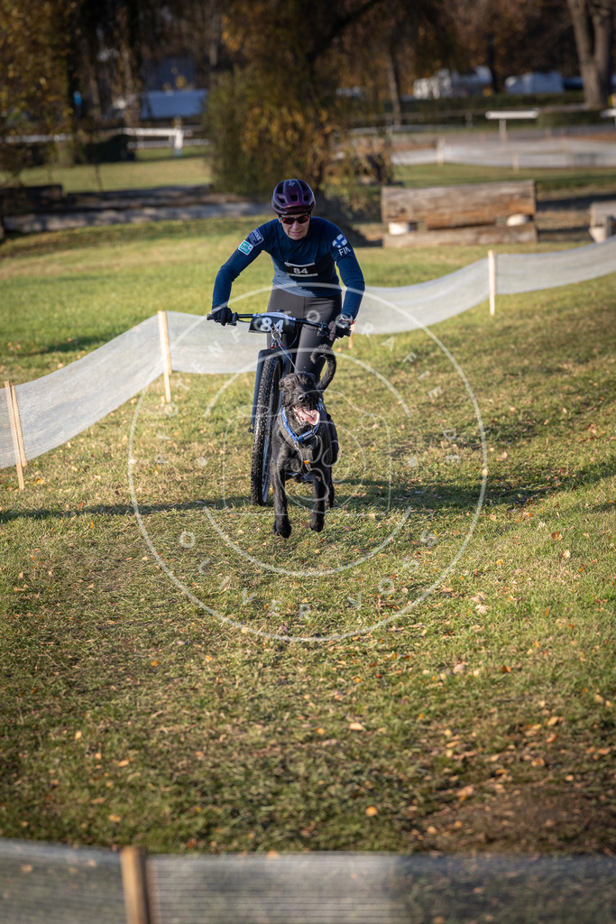 CaniXpix_DV3A1664 | Hundefotografie, Tierfotograf, Pfotenfotografie, Fotoshooting Hund, Hunde Portrait, Hundesport, Hundeportraits, Heideshooting, Hunde, Sportfotograf, Hundefotograf, Turnierhundsport, THS,  - Realisiert mit Pictrs.com