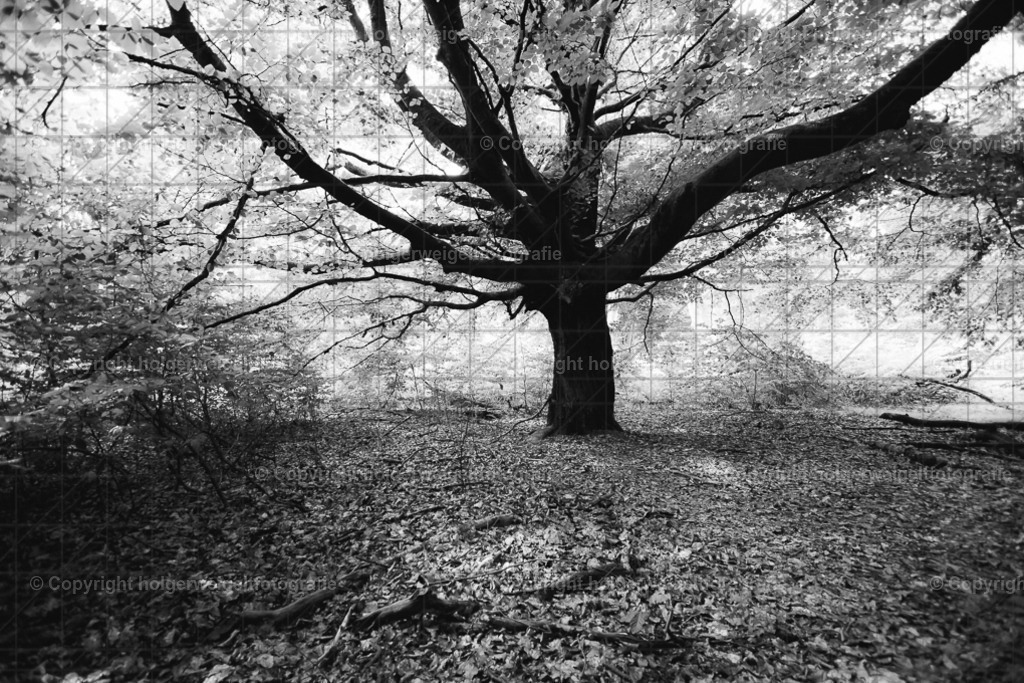 Der Weitausladende in SW | Kaufen sie online außergewöhnliche Fotografien auf Leinwand Acrylglas Fotoprint Aludibond von holgerweigeltfotografie - Realisiert mit Pictrs.com