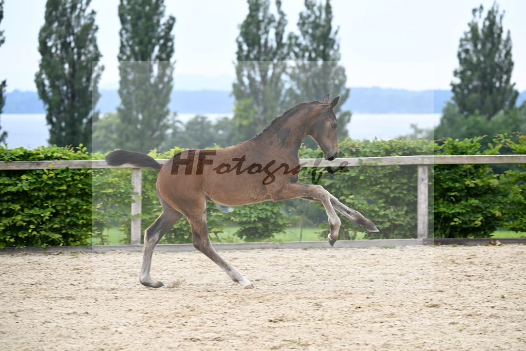 Kat-Nr. 2 Don Olympic x Ampere_SF_Reglauer_14250296 | hf-fotografie - Realisiert mit Pictrs.com