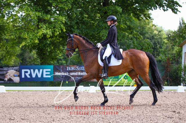 DKP41384 | Deine Turnierfotos vom Reitturnier online kaufen: Dressur, Springen & Siegerehrung. Professionelle Pferdefotografie aus dem Rheinland – als Download & Print.Alternative: Turnierfotograf für den Pferdesport: Finde deine Fotos von Dressur- und Springturnier