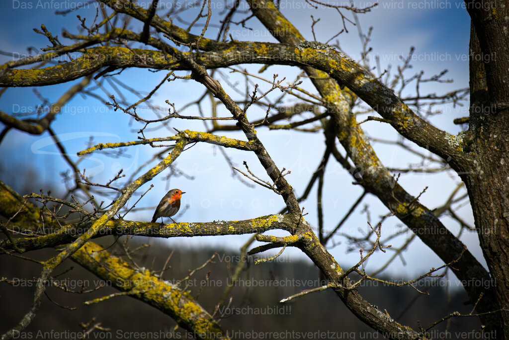 Rotkehlchen im Frühling | Ein Rotkehlchen im Frühlingslicht in einem Baum, noch ohne Blätter. Im Hintergrund blauer Himmel. - Realisiert mit Pictrs.com