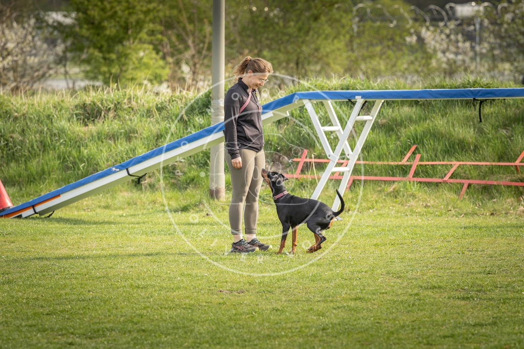 Pfotenfotografie_DV3A5009 | Hundefotografie, Tierfotograf, Pfotenfotografie, Fotoshooting Hund, Hunde Portrait, Hundesport, Hundeportraits, Heideshooting, Hunde, Sportfotograf, Hundefotograf, Turnierhundsport, THS,  - Realisiert mit Pictrs.com
