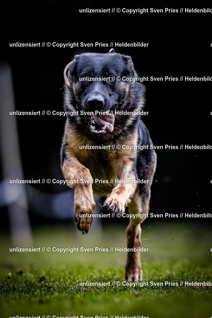 Sven Pries | 2025-10-03 - Hunderennen Obergrombach - Realisiert mit Pictrs.com