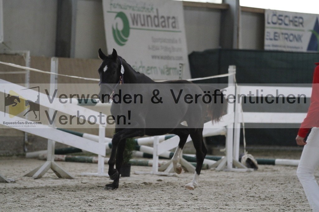 _MG_9337 | equestrian-live-com