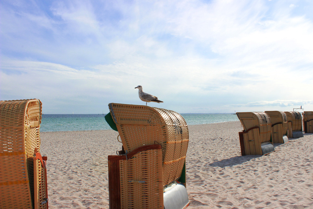 Wandbild: Möwe auf einem Strandkorbe am Südstrand auf Fehmarn | Dieses Wandbild im Querformat zeigt eine Möwe auf einem Strandkorb am Südstrand auf Fehmarn im Frühling. - Realisiert mit Pictrs.com