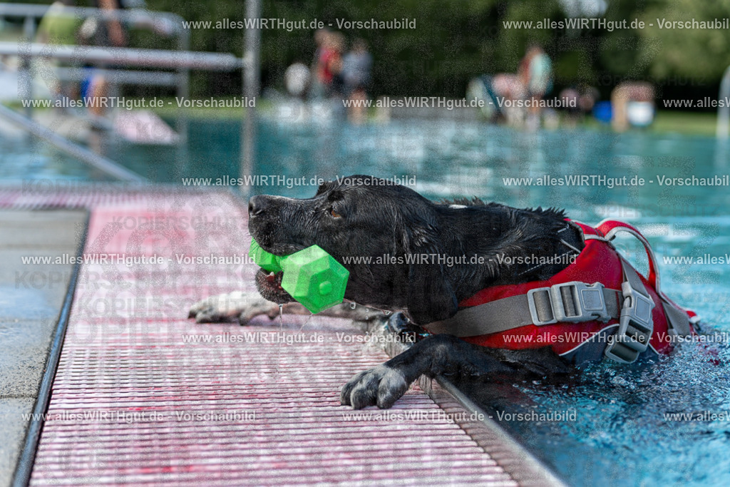 Hundeschwimmen_Volksbad_2026-allesWIRTHgut_Tierfotografie-2609061500-7R501270 | Professionelle Tierfotografie in Mönchengladbach von Daniel Wirth (allesWIRTHgut). Liebevolle & natürliche Bilder von Hunden & Katzen für unvergessliche Erinnerungen.