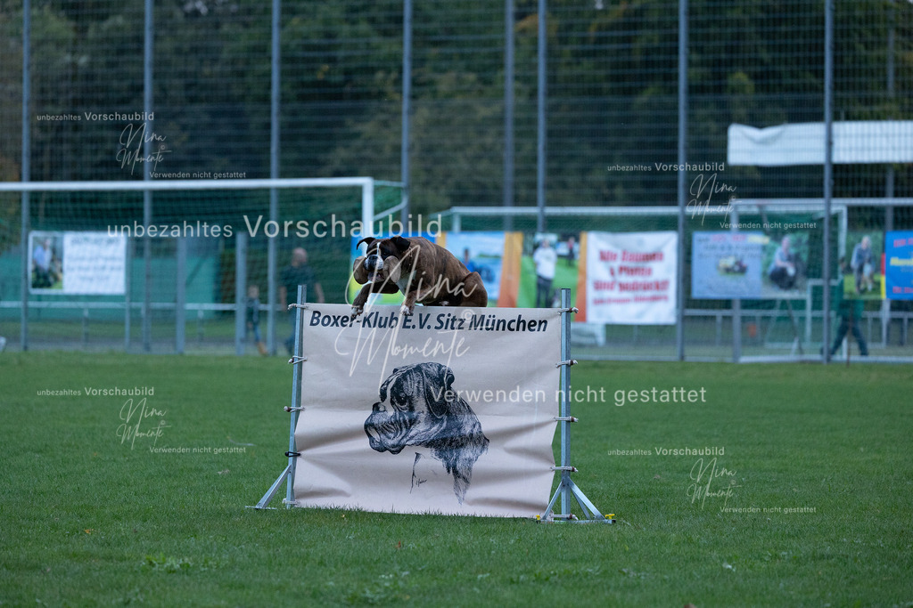 _16A4460 | Einzigartige Fotos von Hunden & Menschen –Actionfotos, Portraits, Vereinsaufnahmen & Paarshootings – authentisch, lebendig & mit Herz.