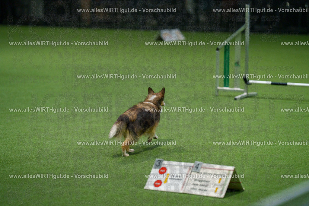 7R504827 | Professionelle Tierfotografie in Mönchengladbach von Daniel Wirth (allesWIRTHgut). Liebevolle & natürliche Bilder von Hunden & Katzen für unvergessliche Erinnerungen.