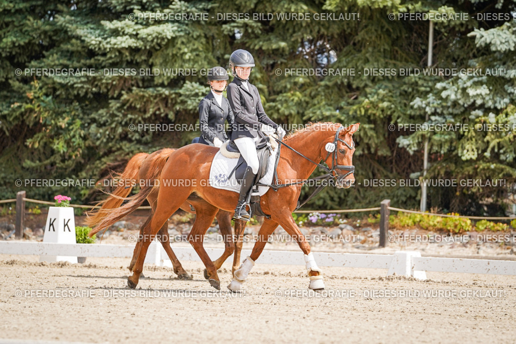 DSC02435 | Pferdegrafie