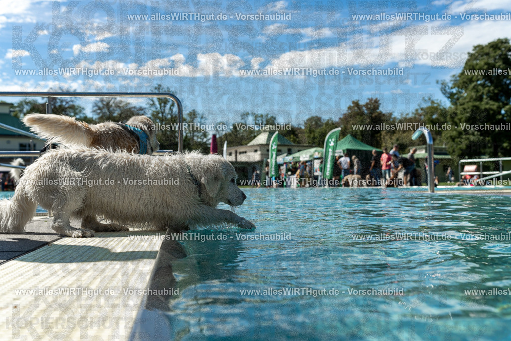 Hundeschwimmen_Volksbad_2026-allesWIRTHgut_Tierfotografie-2609061303-121349-7R500445 | Professionelle Tierfotografie in Mönchengladbach von Daniel Wirth (allesWIRTHgut). Liebevolle & natürliche Bilder von Hunden & Katzen für unvergessliche Erinnerungen.