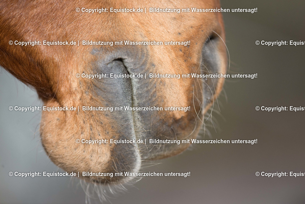 TS_20180305_Pferdemaul_0001 | Foto: Thomas Hartig