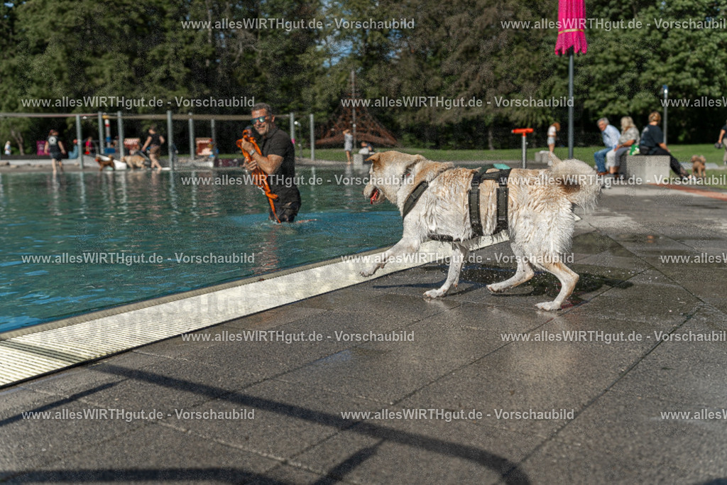 Hundeschwimmen_Volksbad_2026-allesWIRTHgut_Tierfotografie-2609061546-7R501852 | Professionelle Tierfotografie in Mönchengladbach von Daniel Wirth (allesWIRTHgut). Liebevolle & natürliche Bilder von Hunden & Katzen für unvergessliche Erinnerungen.