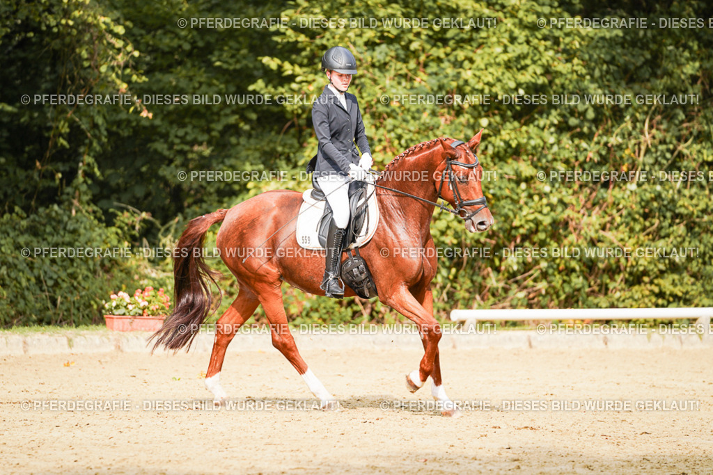 DSC03576 | Pferdegrafie